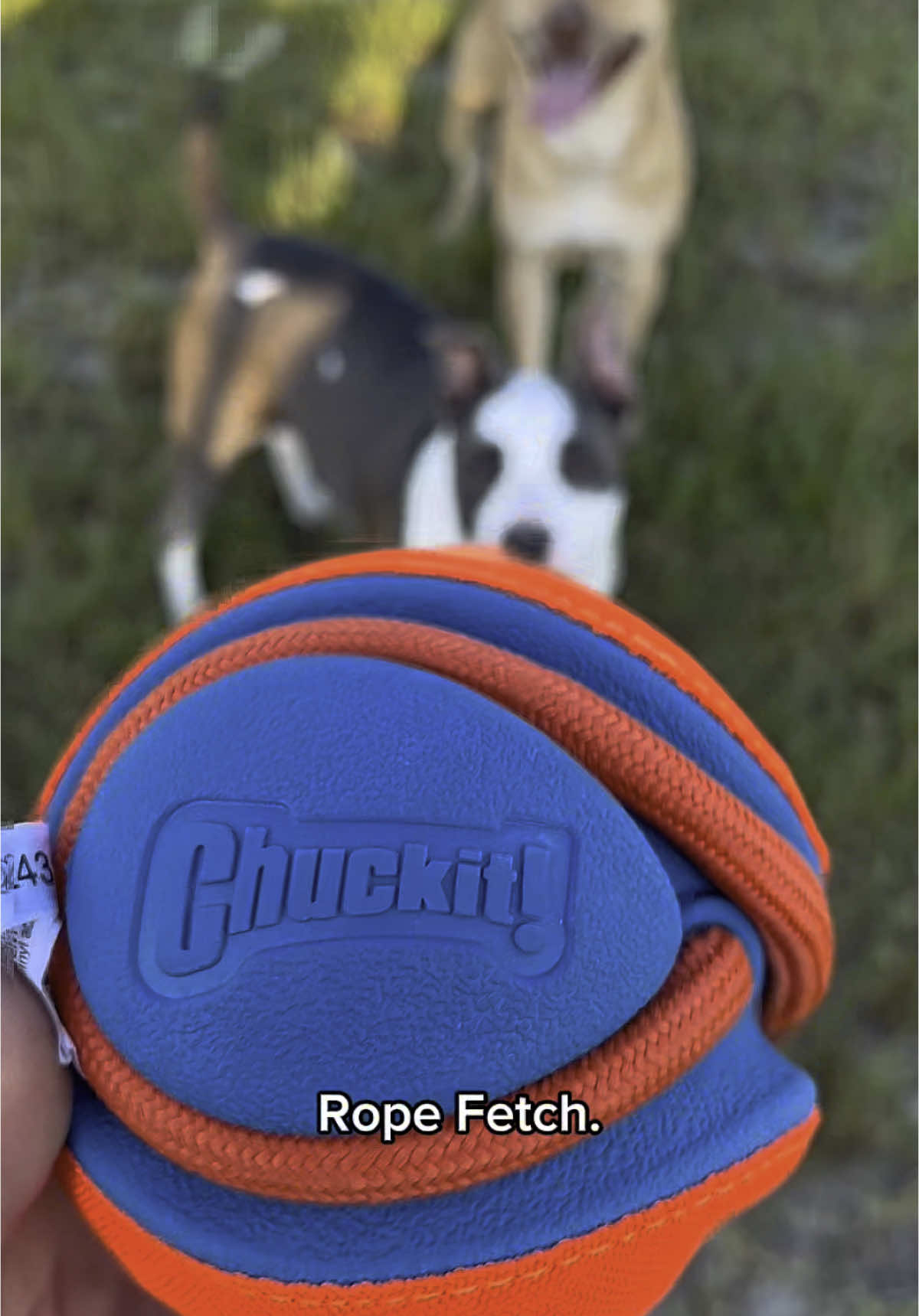 My New Favorite Thing🎾