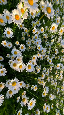 #زهرة_اقحوان🍀🌼 