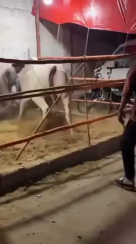 #mandicattlelover #cattlefarm #northernbypassmandi #bulls  #MaweshiMandi #livestockfarming #eiduladha #mandi #viralvideo  #MandiBahauddin #10billionviews  #malirmandi #cowsofinstagram #cows #sohrabgothmandi #shokeen  #brahmancattle #100kfollowers #foryou  #1billionviews #bakraeid #Qurbani #camels #bakramandi #Love #explore #100kfollowers #viraltiktok #viralpost  #foryoupage 