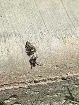 #fyp #fypシ #jumpingspider #funnyvideos #fight 