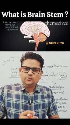 what is Brain stem#doctor #foryoupage #medical #foryou 
