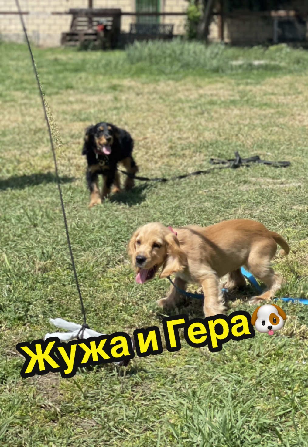 Жужа и Гера🐶  Вот такие две милашки были сегодня в тренинге❤️‍🔥 #Тренировка #обучениесобак #кинологодесса #курсыкинологов #кинологукраина #kinologdog @Кинолог Таня | малинуа Арес @vladimirelizarov66 
