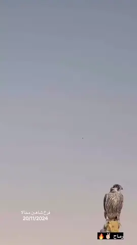 #شاهين #الامارات_العربية_المتحده🇦🇪 #مقناص 