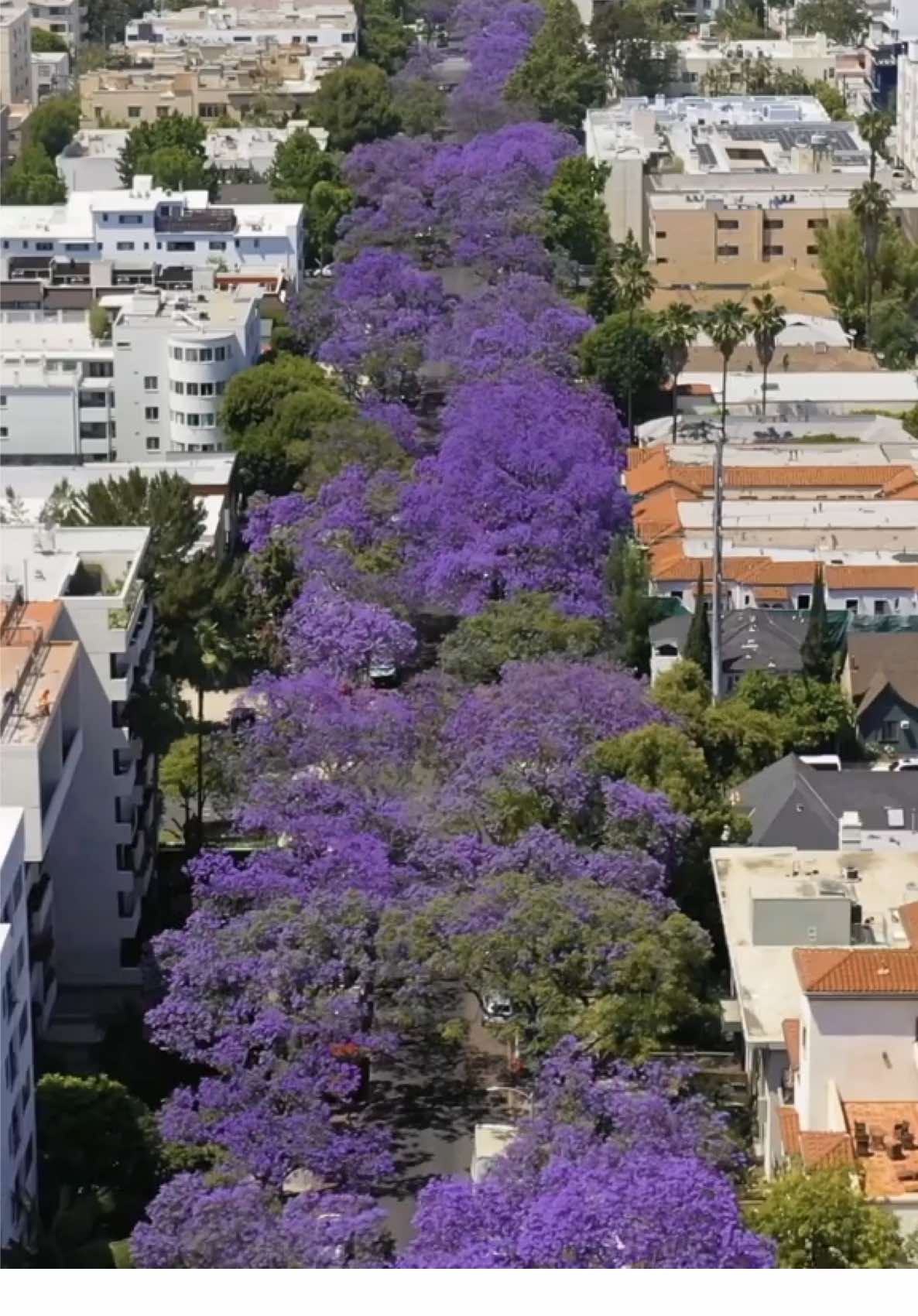 Jacaranda season has arrived! #BeverlyHills #jacarandatrees #dronevideo #purple