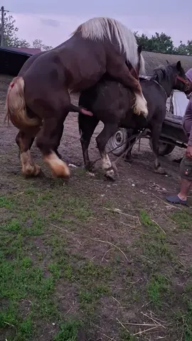 Salvamar armăsar de monta joaca și an deplasare @Grosu_grs🐴❤️ @Filip grosu🐴🐴🐕🐕🐏🐏 @Alex_cai @Alexdmt015 @David grosu 