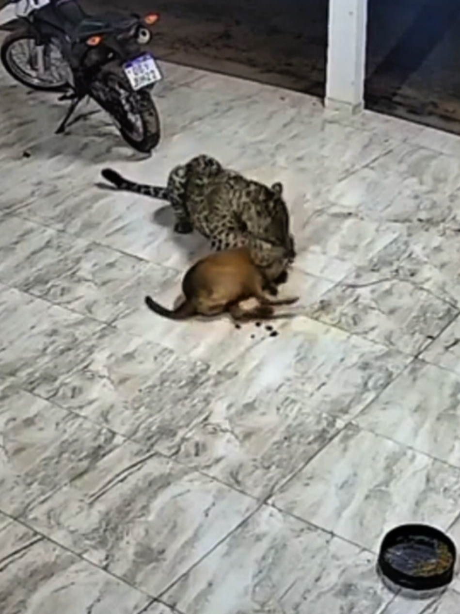 Jaguar Ambushes Domestic Dog—More Ferocious Than a Leopard #Jaguar #PredatorAttack #WildlifeEncounters #AnimalPower #NatureRaw #BigCats 