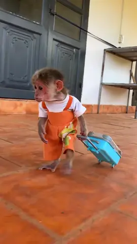 cute monkey (song: ilyTOMMY - fabulous) #ilytommy #fyppppppppppppppppppppppp #explore #fypシ゚viral #monkey #viral #viralvideo #underground #tiktokviral #undergroundmusic #hoodtrap #jerk #cut #animals #meme #memecut ##viral #tiktok 