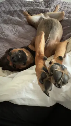 Living my best paw-sible life this lazy Saturday. No plans, just naps! ❤️ #doglife #chilldog #dogsoftiktok 