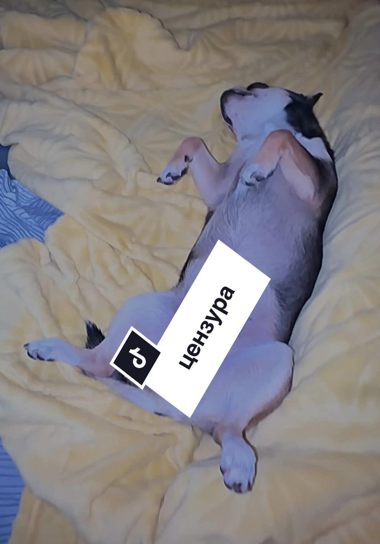 #balerina #балерина #балеринакапуччина #cappuccino 