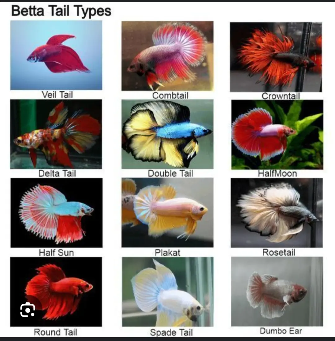 The Siamese fighting fish (Betta splendens), commonly known as the betta, is a freshwater fish native to Southeast Asia, namely Cambodia, Laos, Myanmar, Malaysia, Indonesia, Thailand, and Vietnam. It is one of 76 species of the genus Betta, but the only one eponymously called 