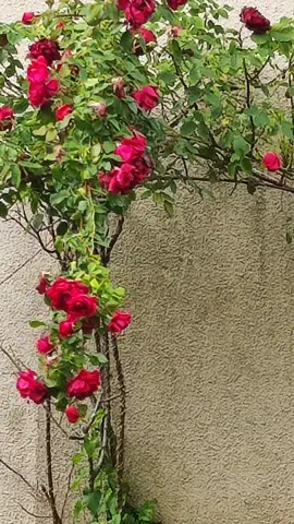 #Roses. Rosas. Primavera Chile. Francia 🇨🇱🇨🇱🇨🇱🇨🇵🇨🇵🇨🇵