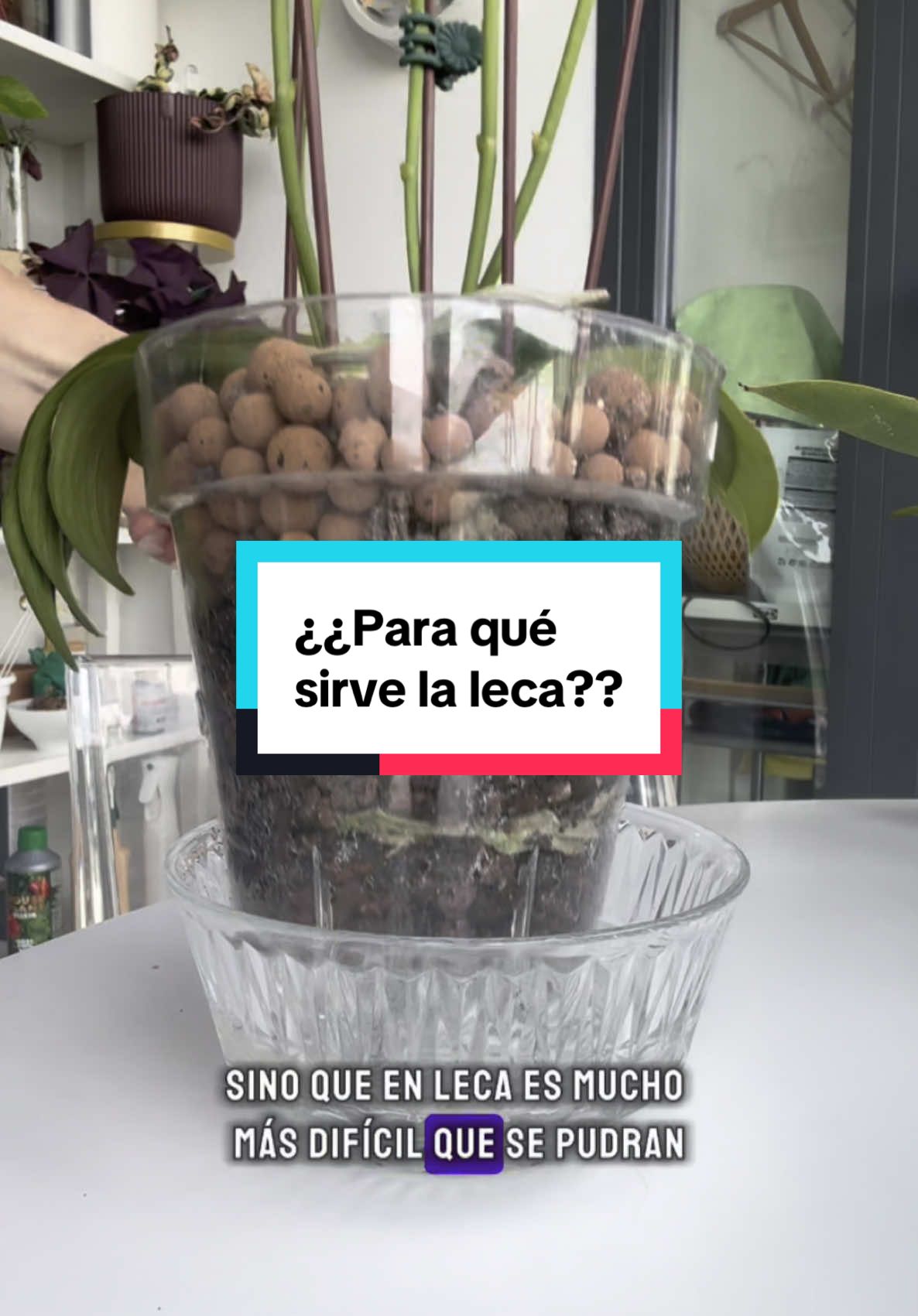 ¿Qué es la leca? ¿Para qué sirve? En este vídeo te hablo de algunas de las maravillas que puede hacer por nuestras plantas. Yo cada vez le doy más usos y no puedo estar más feliz (y alguno que me dejo en este vídeo!!) Y como sé que los sustratos a menudo son un dolor de cabeza (cada vez hay más opciones en el mercado) he hecho un taller sobre sustratos que haré ONLINE (para que puedas apuntarte vivas donde vivas). Será el próximo 28 de mayo. Dos horas en las que te enseñaré TODO lo que necesitas saber sobre los sustratos: cuáles debes conocer, cómo se usan, en qué plantas, dónde comprarlos…TODO TODITO!!! Las plazas son limitadas. Si quieres reservar la tuya ya, déjame un like en este vídeo y comenta LECA. Te mandaré toda la info que necesitas y dónde reservar tu plaza. ¿Te quedan dudas? ¡Te leo en comentarios! #plantasdeinterior #plantasdecorativas #plantasverdes#comprarplantas #plantadecasa #esquejes #orquidea #orquideaphalaenopsis #sustratos #plantastiktok #leca 