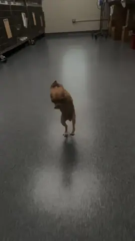 @Tonya Wyatt thank you for letting me share this incredible video! The will to live is so strong! 🐶 ♥️ @Mallory_Bennington @abbi🖤 