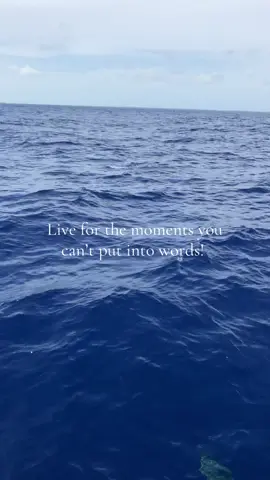 #liveitup #quotes #dolphins #fypシ #Summer 