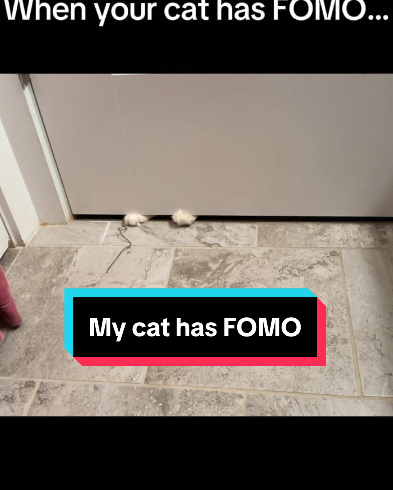 When I accidentally forget and close the bathroom door behind me…#catsoftiktok #cattok #catlife #catmom 