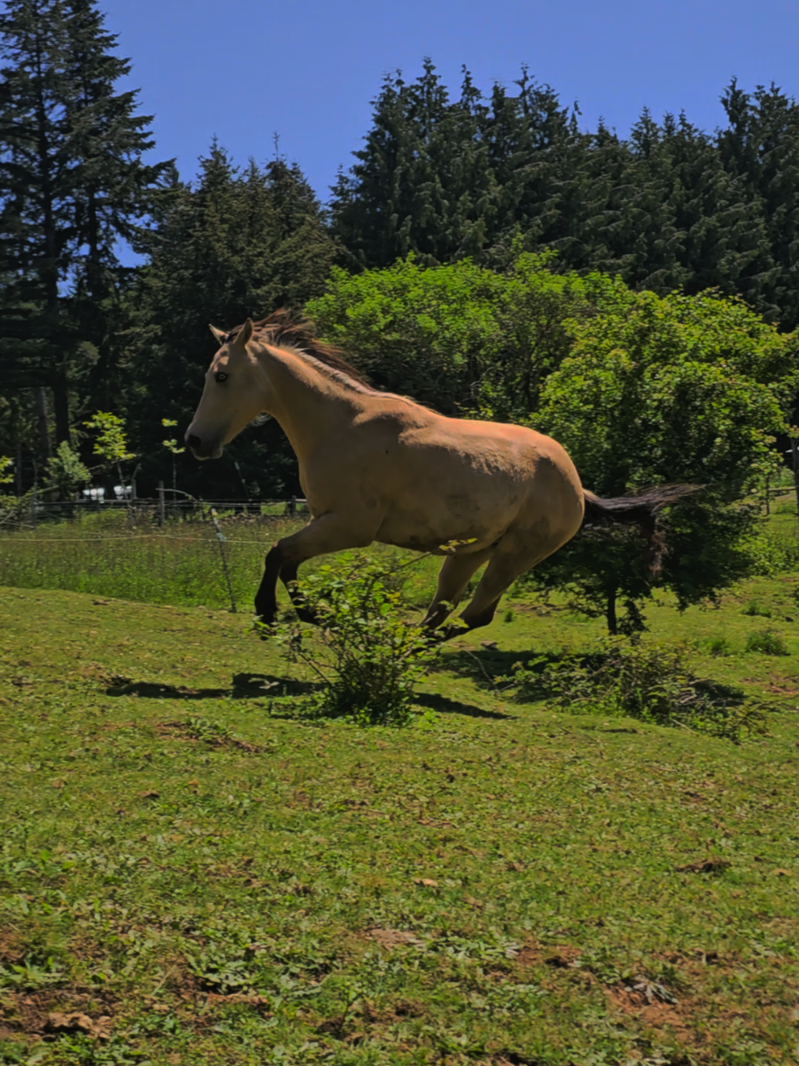 Some horses can’t be tamed. And some humans were never meant to ride with reins. Bruno bucks like thunder, Mwangi runs beside him—and for a moment, you can’t tell which one was born wild. This is the spirit of the land, alive and untethered at Vine Maple Forest. #SpiritOfTheWild #BrunoAndMwangi #StallionEnergy #RunFree #UntamedHeart #HorseMagic #PastureFreedom #EquineSoul #VineMapleForest #HealingWithHorses #HorseOfTheWind #ClickerTraining #WildAtHeart #SpiritStallionVibes @Vine Maple Wellness Retreat 