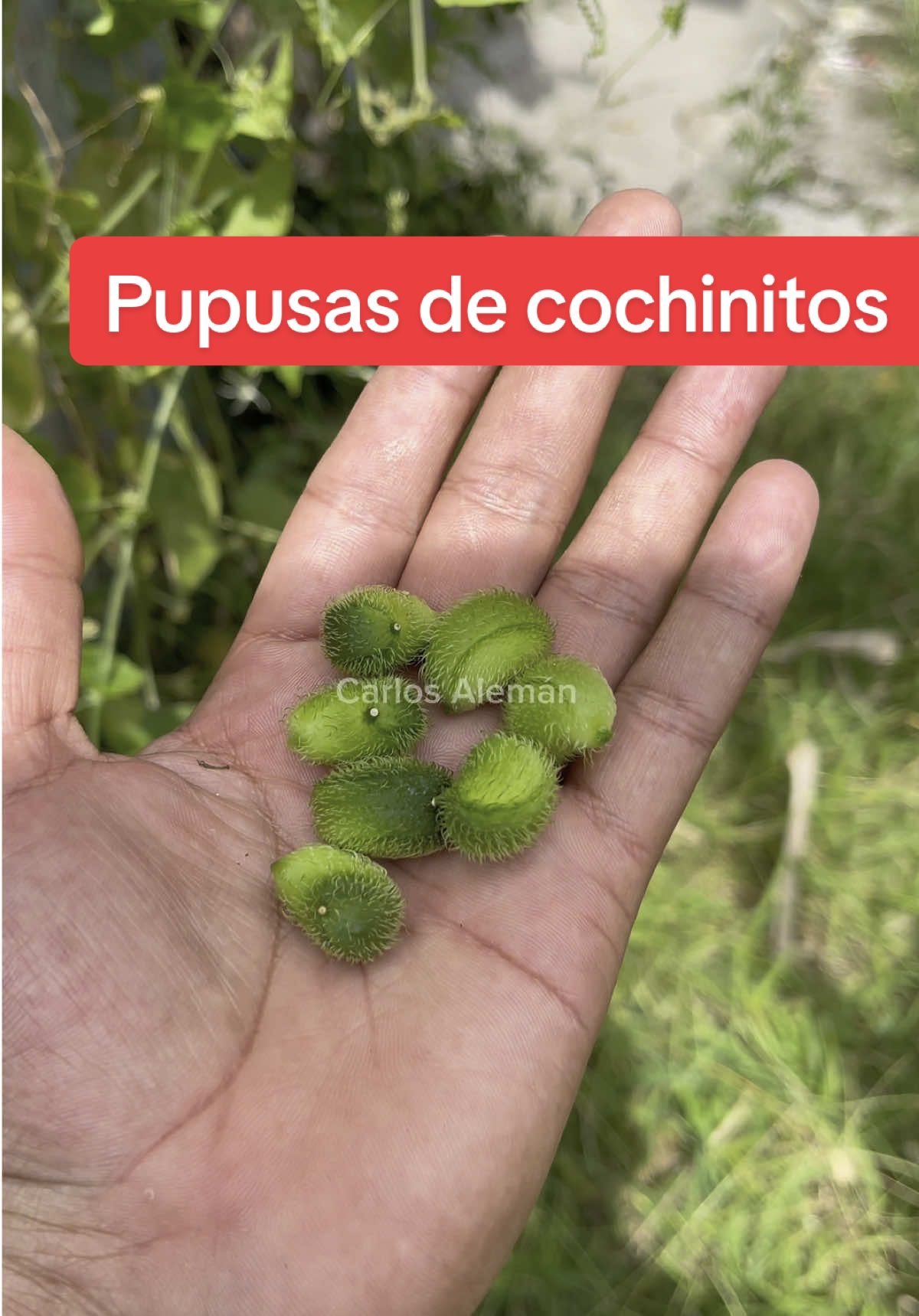 Has probado las pupusas de cochinitos? #pupusas #pupusasdecochinito #comidasalvadoreña 