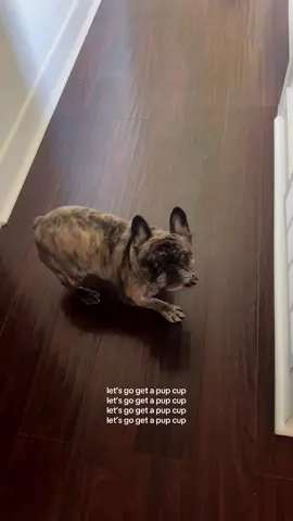 he really likes pup cups if you can’t tell #frenchie #trending #pupcup 