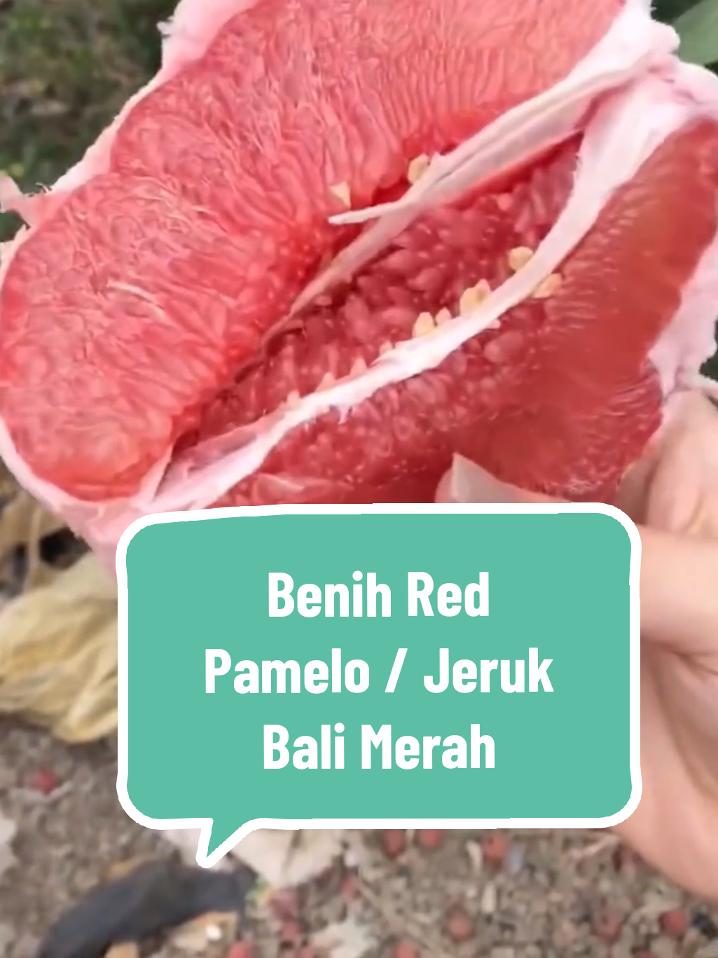 Tanam sekarang jeruk bali merah / red pamelo dari bibit hasil okulasi unggulan siap tanam, perawatan mudah, cepat panen, dan murah meriah #bibit #benih #okulasi #jerukbali #merah #jeruk #redpamelo #pohon #buah #berkebun #tanaman #pemula #foryou #tiktokshop #murah 