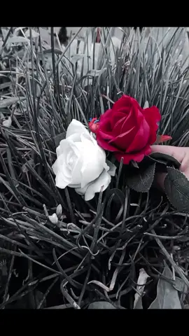 #ليت الحياة تؤتينا ماليس يؤذينا #ليت_الحياة_تؤتينا_ماليس_يؤذينا💔🥀  #ليتها_زرعت_وردآ_لا_سكاكينا🥺❤️🥀 