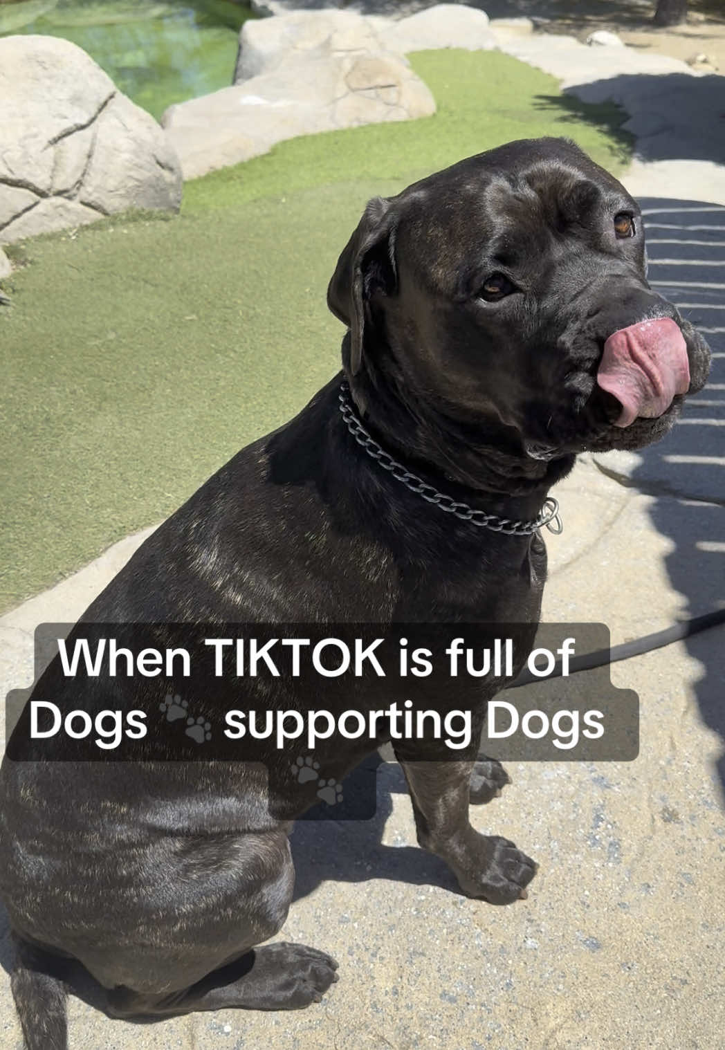 Praise is looking for her peeps 🐾❤️#dogsoftiktok #corsosoftiktok #corso #dog #fyp #fypシ #dogssupportingdogs 