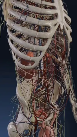 #riñones #saludrenal #desintoxicacion #calculos #calculosrenales #dialisis #vitaren #vitalhealth #orina #piesinchados #edema 