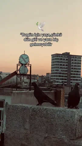 #yılmazgüney #Storylik #guvercin 