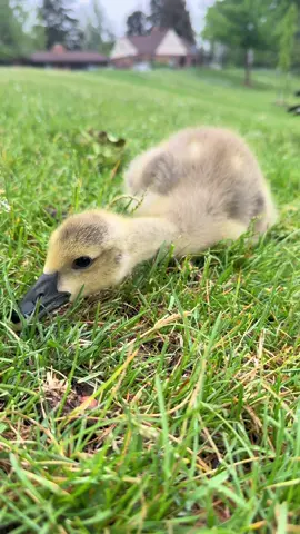 The little noises the baby goose makes is so cute 