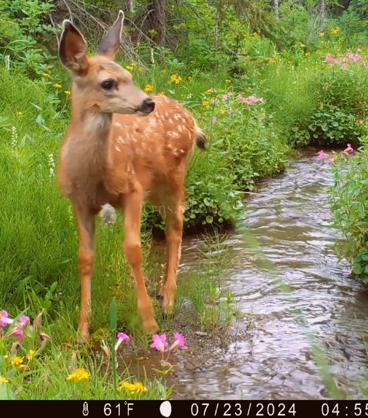 the lovers, the dreamers, and meeeee🌈clips sourced from The Wildlife Out There, Pacific Northwest Wildlife Cam. Rainforest Concern, National Geographic, Janet Pesaturo, Mörköcam, Wyoming Migration Initiative, Yukon Wildlife Cams, Cue the Moose, Voyageurs Wolf Project, Birte Brüning, and spypointcamera #therainbowconnection #themuppets #trailcam #hopecore #trailcamera 