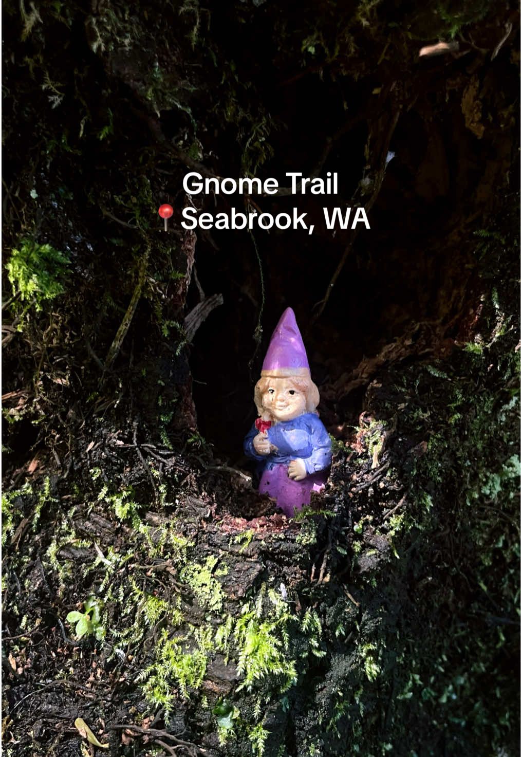 Gnome Trail in Seabrook was a fun find! 🍄✨ Going to have to prepare some tiny treats for my next visit!  #Gnomes #GnomeTrail #Seabrook #SeabrookWA #FunPlacesToGo #FYP 