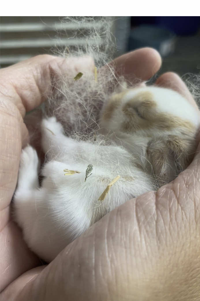 #bunnies #rabbit #Baby #cute #animals #Babysnimals #babyanimals #Mom #Family #life #growingup#Bunny #funny 