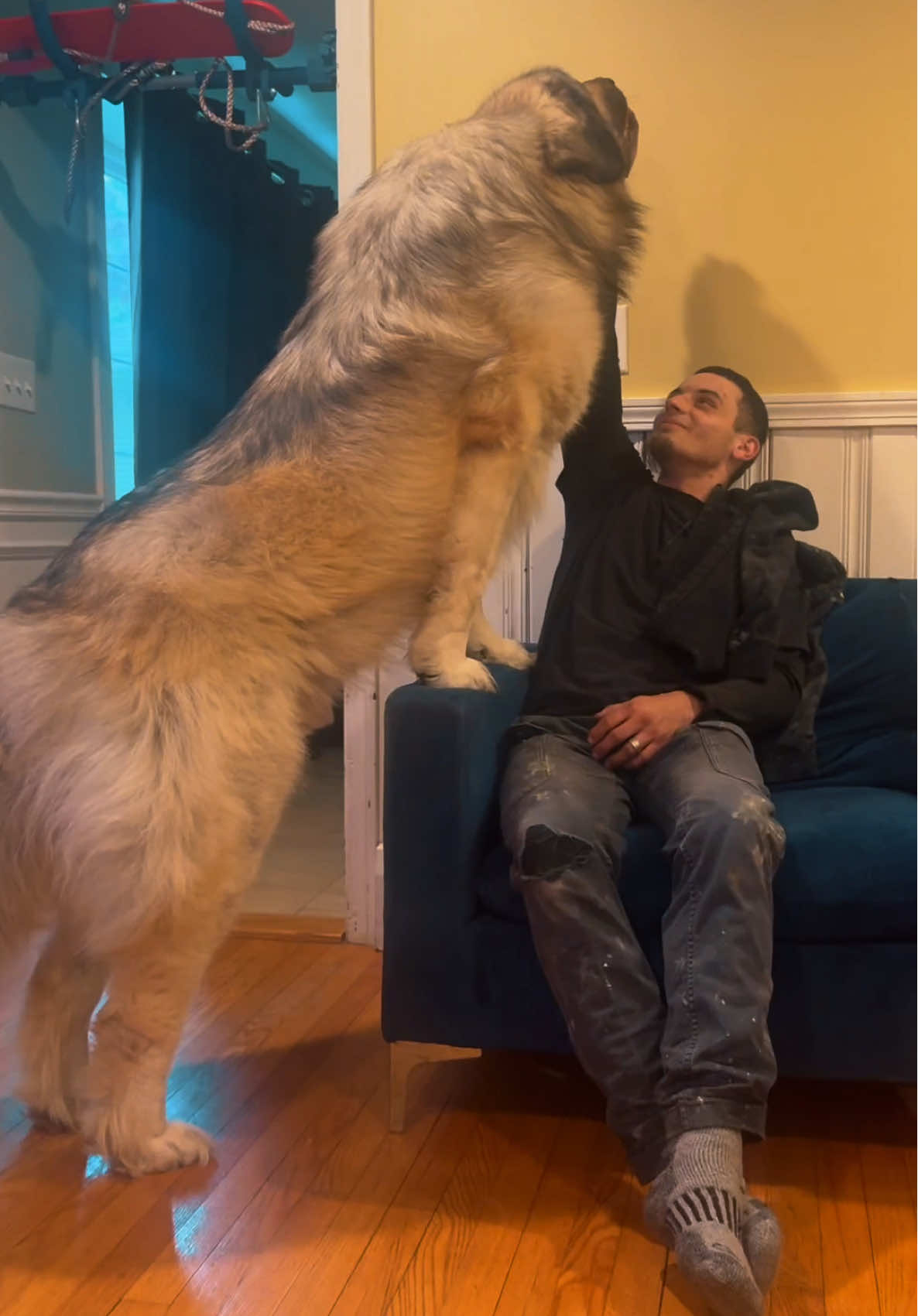 Alpha showdown: One has sharp teeth, the other pays the bills. #caucasianovcharka #guarddog #yogibearsmom #workingdog #georgianshepherd #russianbeardog #giantdog #alphadog 
