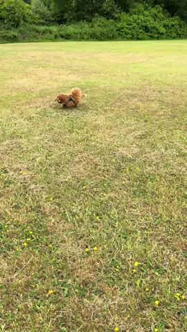 Look mum I found a big stick 😅❤️❤️ #cavapoochonpuppy #puppyfun #cutedog 