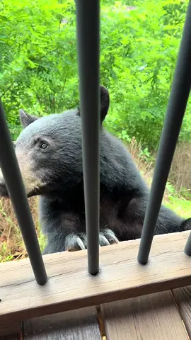 When your dad sends you this of a bear at their cabin… 🙃😳😅 My mamaw wanting to feed it LOL #gatlinburgtennessee #bear #scared #cabin #memorialweekend 