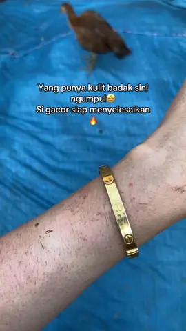 #hbpemutih #hbpemutuhbadna #hbpengelupas 