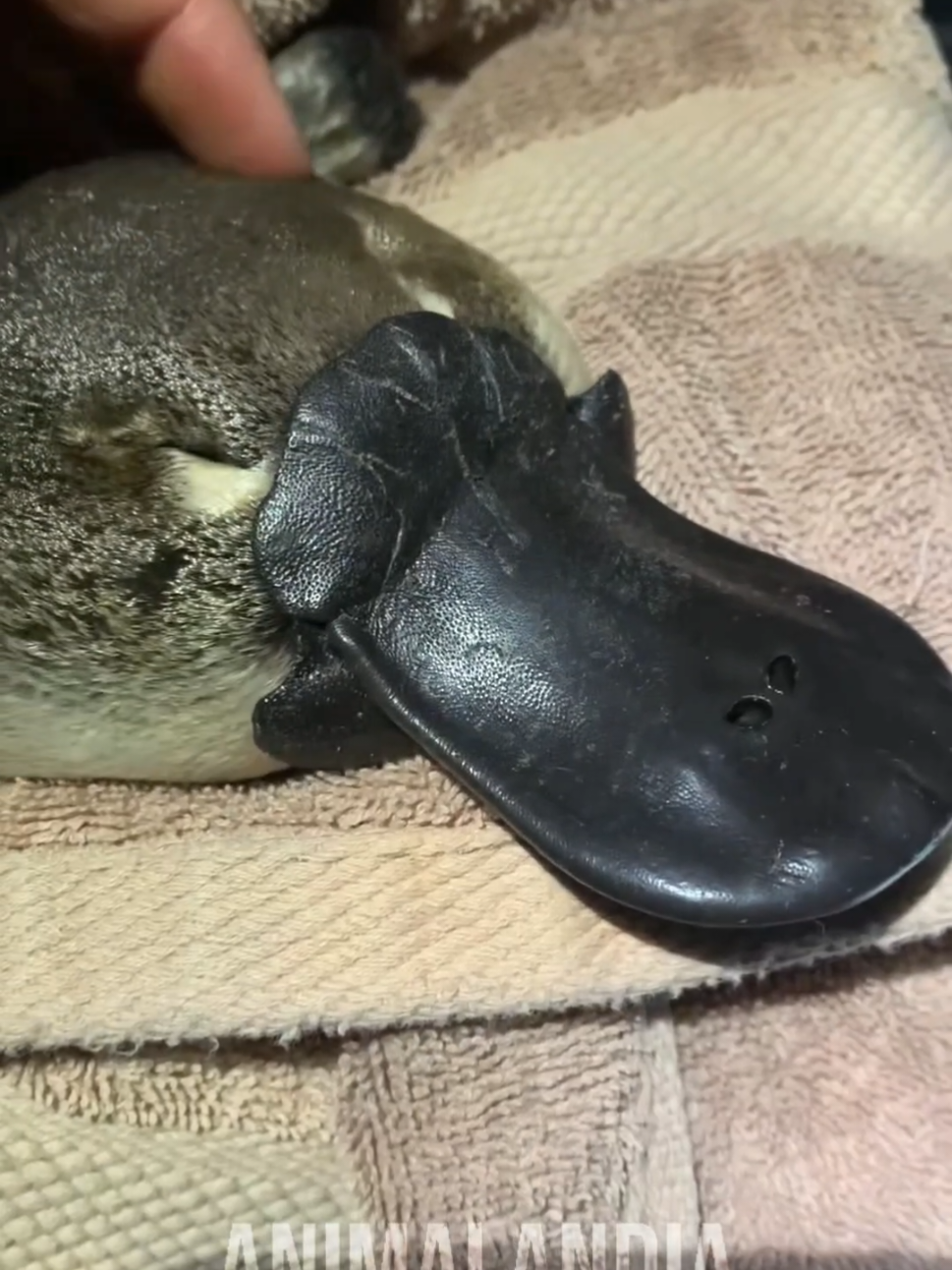 O ornitorrinco é um tapa na lógica!  #curioso #animais #bichos 