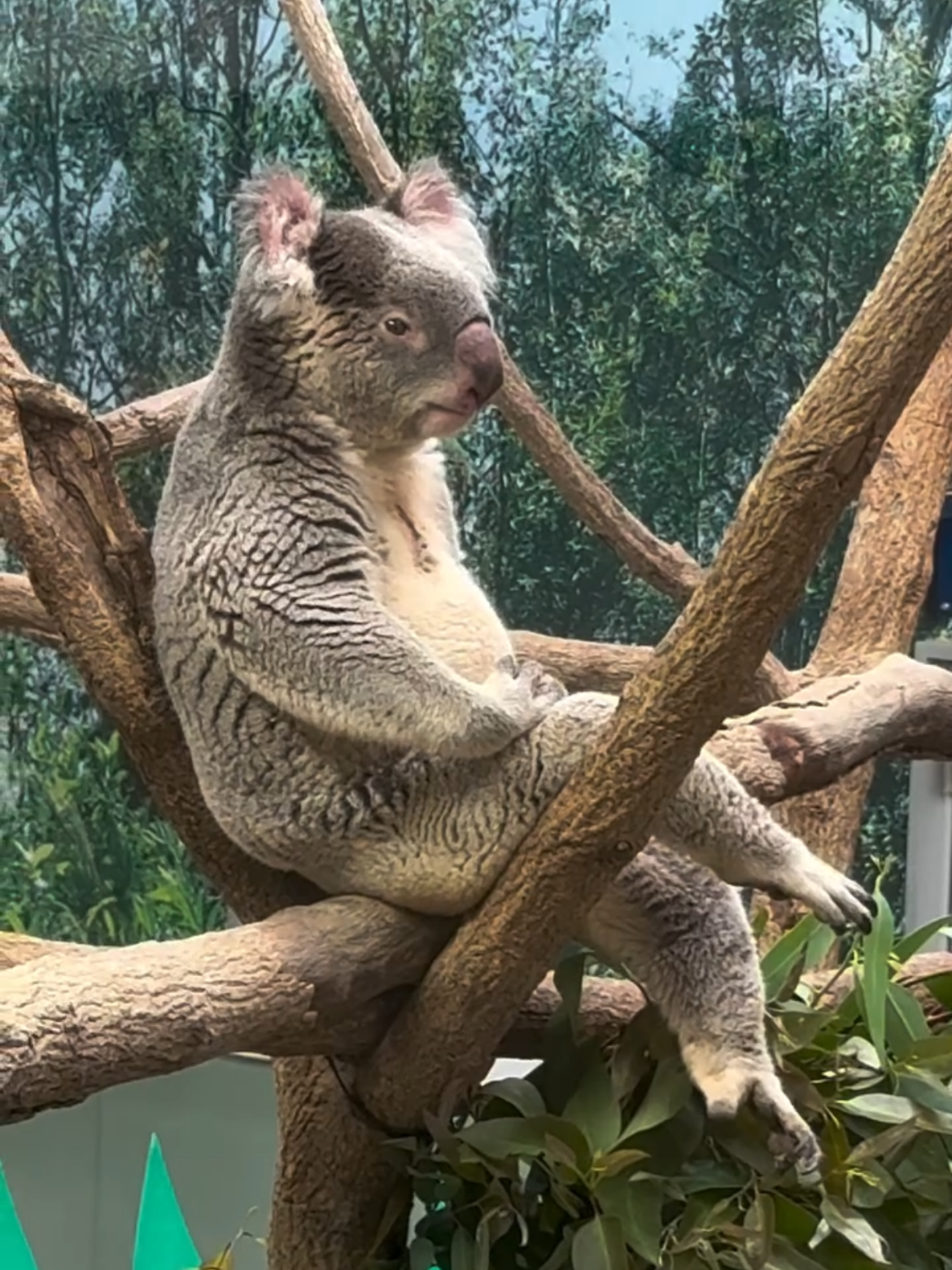 This is not AI this is a real video The koala's sitting position is very funny
