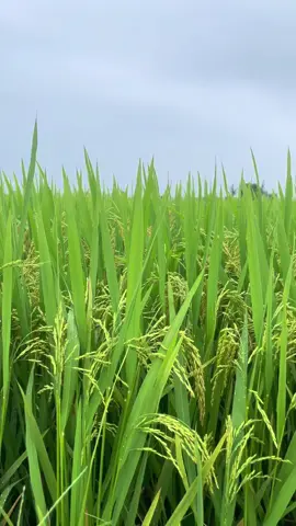 Xây kênh đúng cách muốn lên xu hướng nhớ phải đi tương tác thật nha 👍 #xaykenhtiktok #trending #tangtuongtac #dongque 