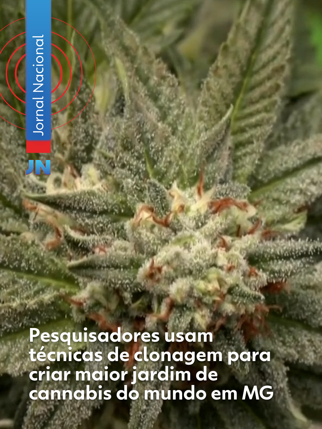 Pesquisadores da Universidade Federal de Viçosa, em #MinasGerais, criaram o maior jardim clonado de cannabis do mundo, a partir de 14 sementes que originaram mais de mil #plantas. A iniciativa busca produzir mudas de qualidade em larga escala, com menor custo e ocupando pouco espaço. O estudo usa o cânhamo, variedade de cannabis com baixo teor psicoativo, e explora novas aplicações da planta além da #medicina, como a produção de biochar para melhorar o #solo, fibras para tecidos e até tijolos mais sustentáveis para a construção civil. Assista a reportagem do #JornalNacional completa acessando g1.com.br. #g1 #tiktoknotícias
