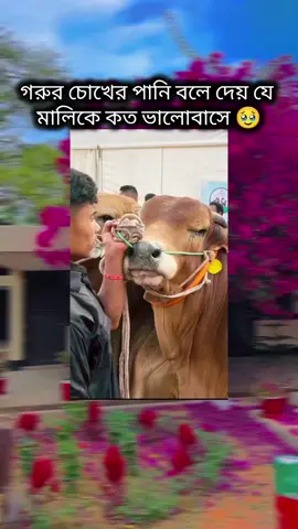গরুর চোখের পানি বলে দেয় যে মালিকে কত ভালোবাসে 🥹#unfrezzmyaccount #সবাইকপি_লিংক_করো_প্লিজ_প্লিজ @TikTok @For You House ⍟ 