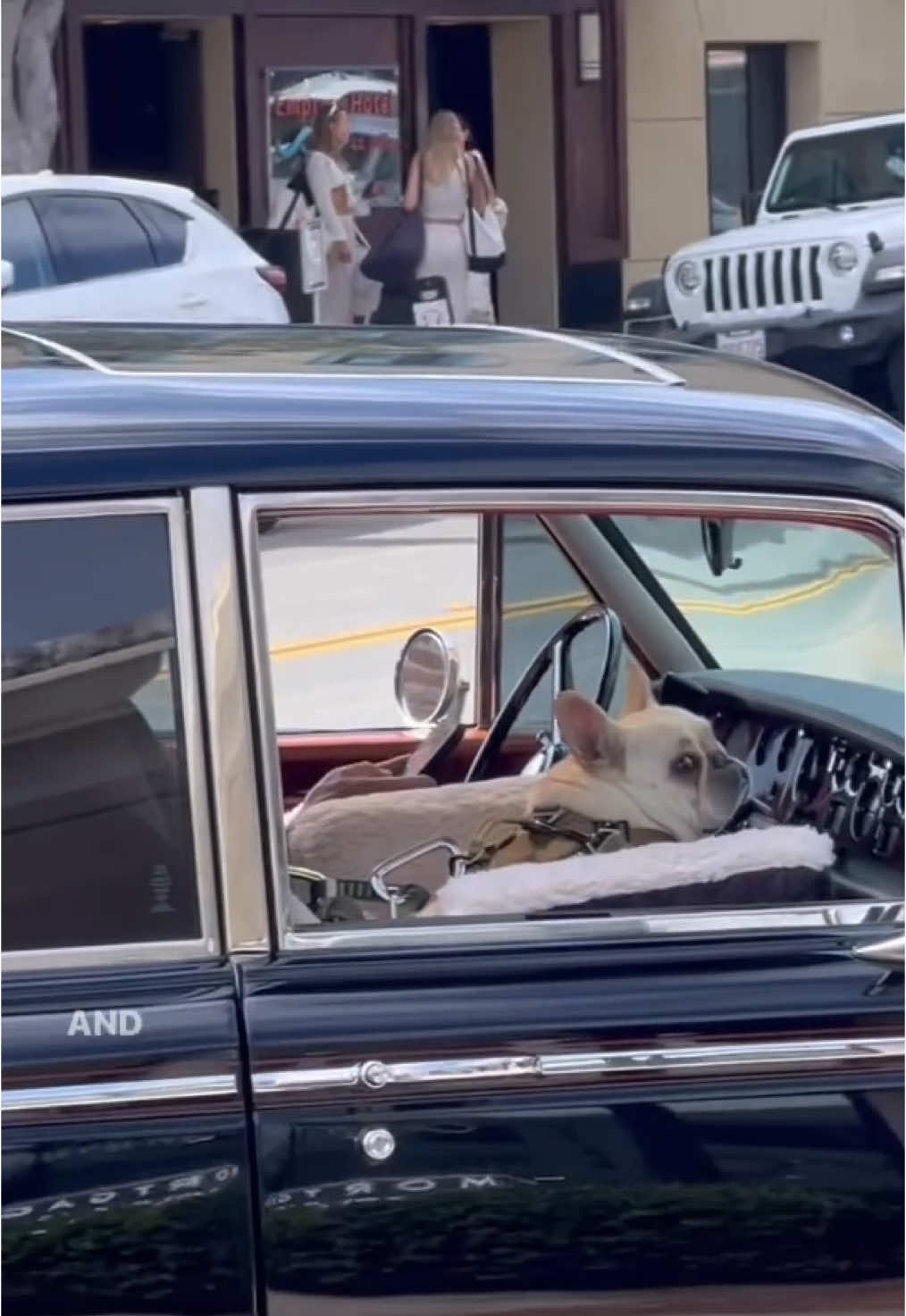 Pug in a roller #australia #america #montyfranklin #words #language #comedy #funny #lesson #tutorial
