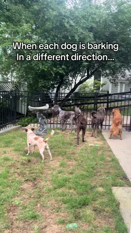 What in the world are they all barking at? 