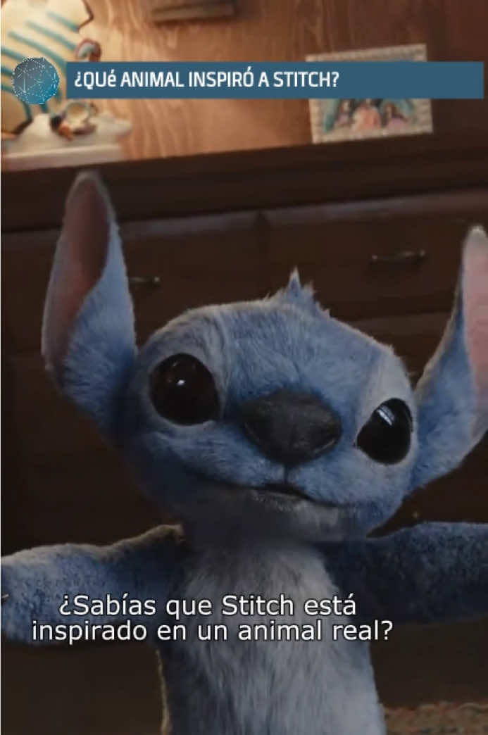 Aprovechando el live action de Lilo y Stitch #liloandstitch #stitch #tarsero #tarserofilipino #disney #fyp #animal #naturaleza 