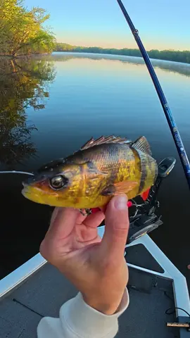 Pike love perch, full video on YT! #fishing #fishcontent #fishvideos #fisherman #fishtok 
