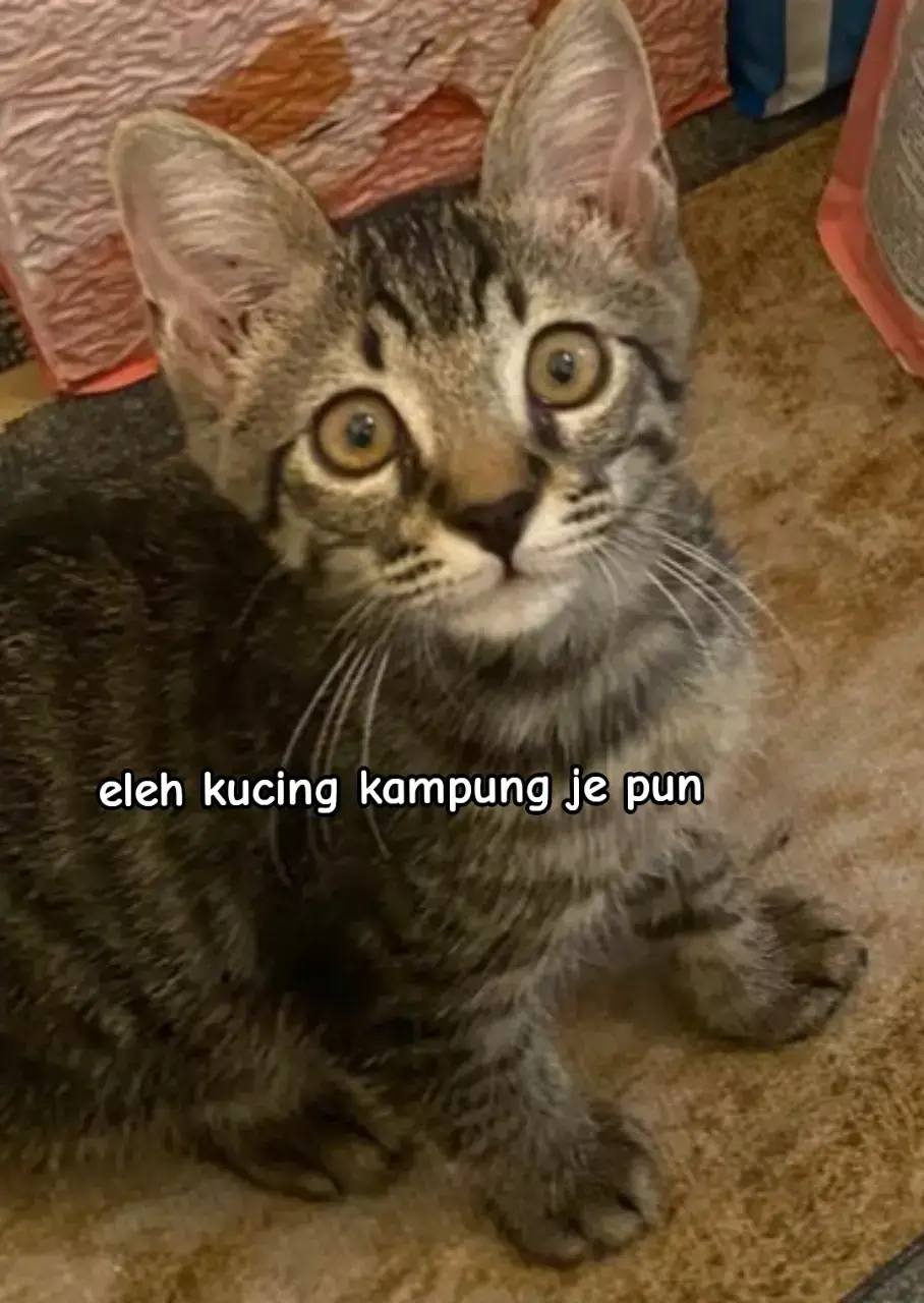 Makanan dia saje boleh bayar kereta sebulan 😜 #kucing #cat #kucinglucu 