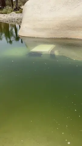 #شاص2019