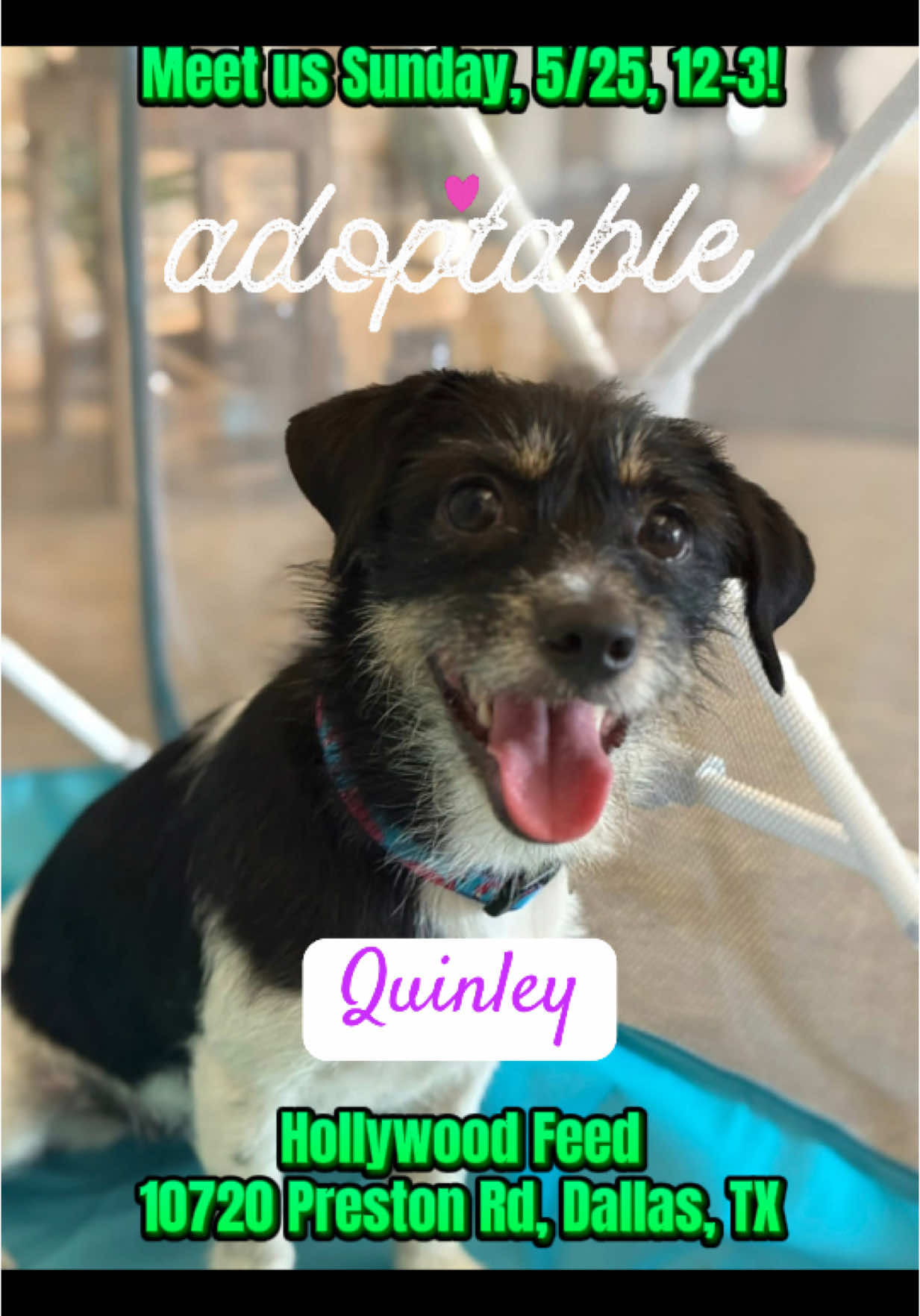 Absolutely! Here’s the updated caption with the date included: 🎉 TOMORROW – Sunday, May 25! Meet your future BFFs at our Preston Royal adoption event! 🐾💛 Come say hi to Quinley, Frankie, and Ambrosia — they’ll be turning heads and stealing hearts from 12–3 PM at Hollywood Feed Preston Royal! 🐶✨ 📍 10720 Preston Rd, Suite 1004, Dallas, TX 75230 Let’s find these cuties their forever homes! 🏡💫 #AdoptDontShop #DallasDogRRR #RescueDogs #PrestonRoyalPups #DogAdoptionDay