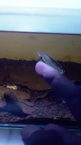 Baby andrao flering tangan #chana #chanaandrao #fyp 