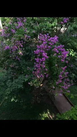 flws#fyp #abcxyz #livephoto #thd #thpt #fyppppppppppppppppppppppp #xuhuong #xuhuongtiktok #xh #flowers 