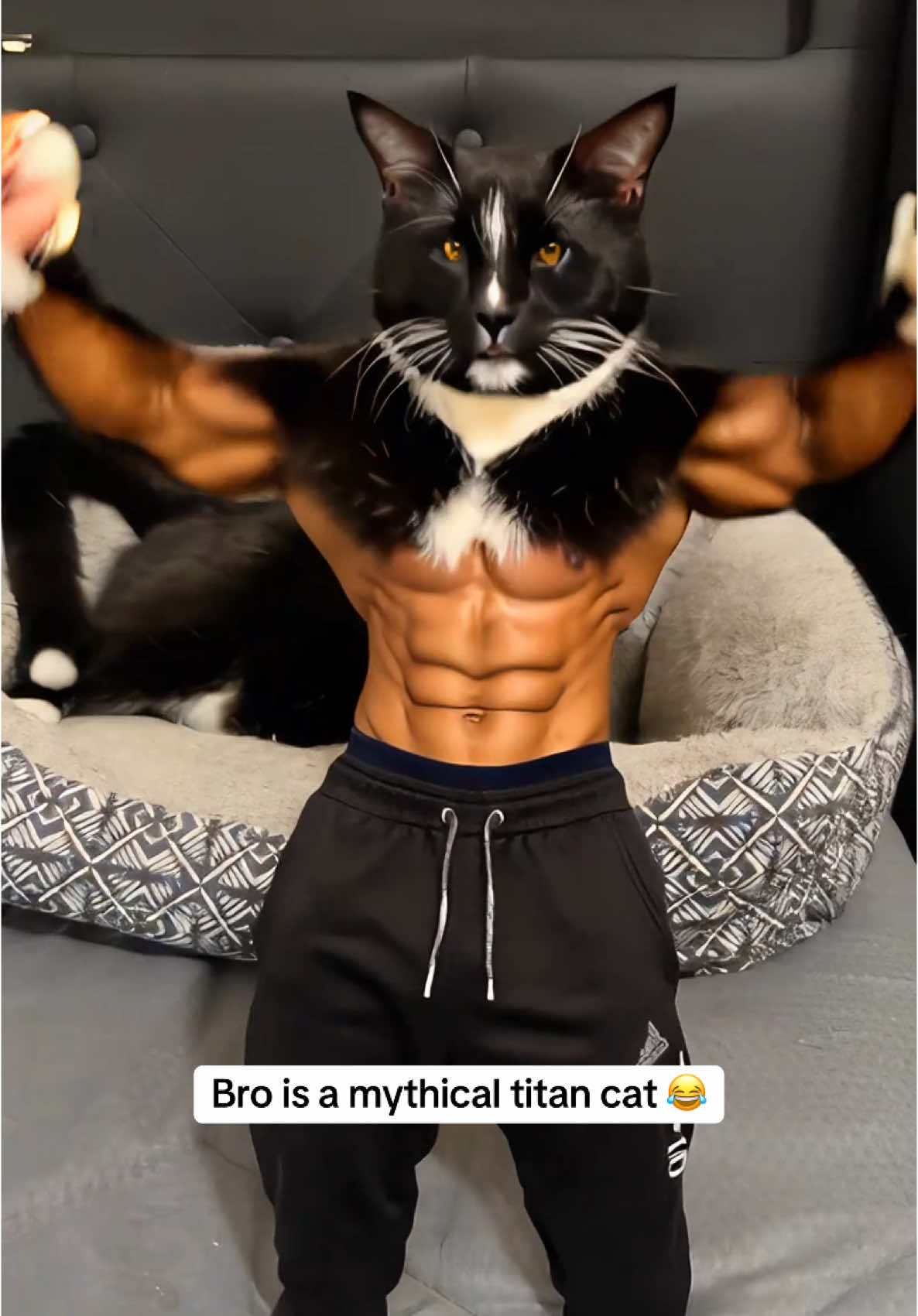 #battlecats #cat #catsoftiktok #fyp #fyppppppppppppppppppppppp #foofy #kitten #kittensoftiktok #ripped #jacked 